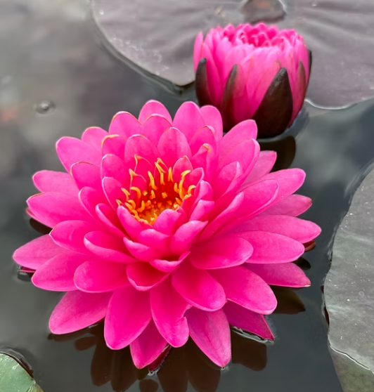 Nymphaea ‘Malikan’ – Hardy Water Lily