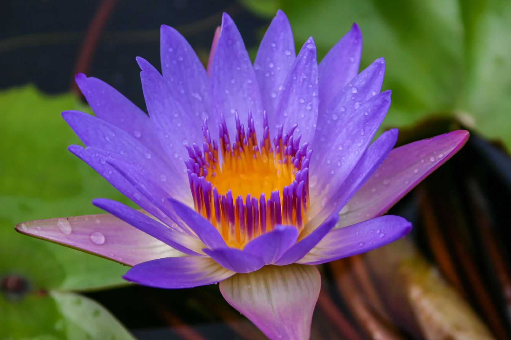 Nymphaea ‘Tina’ – Tropical Water Lily