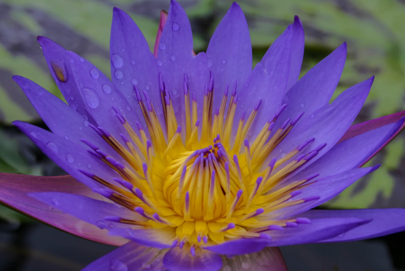 Nymphaea ‘Tina’ – Tropical Water Lily