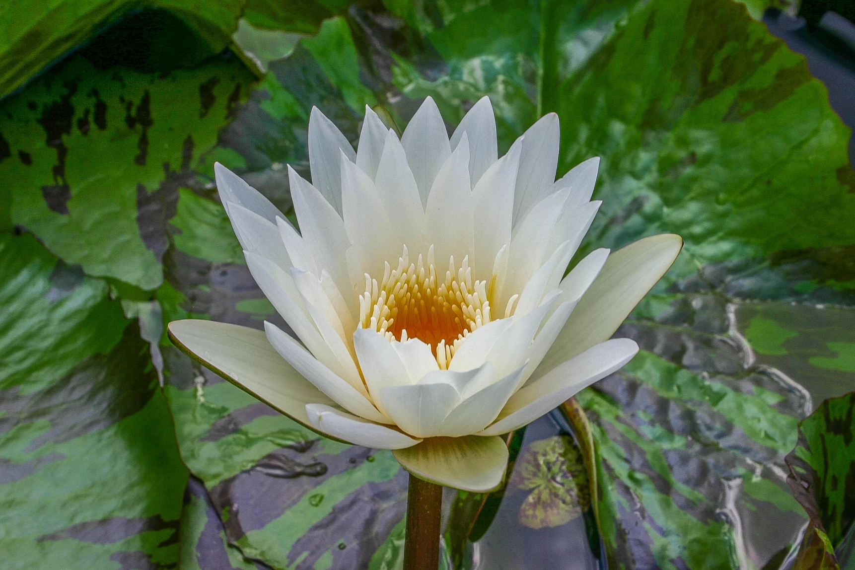 Nymphaea ‘Innocence’ – Tropical Water Lily