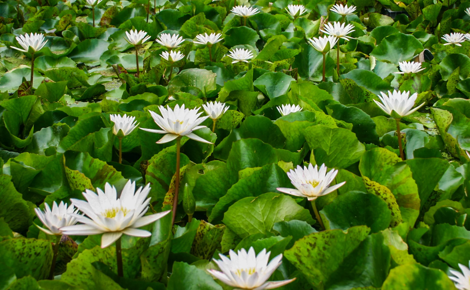 Nymphaea ‘Innocence’ – Tropical Water Lily