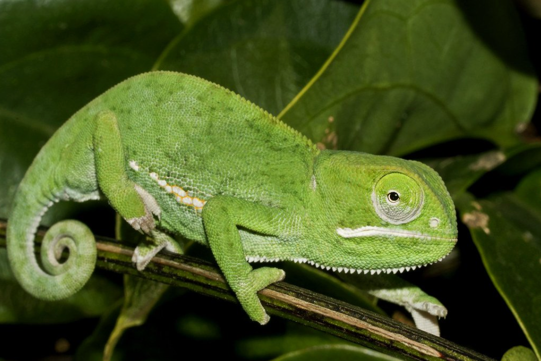 Senegal Chameleon