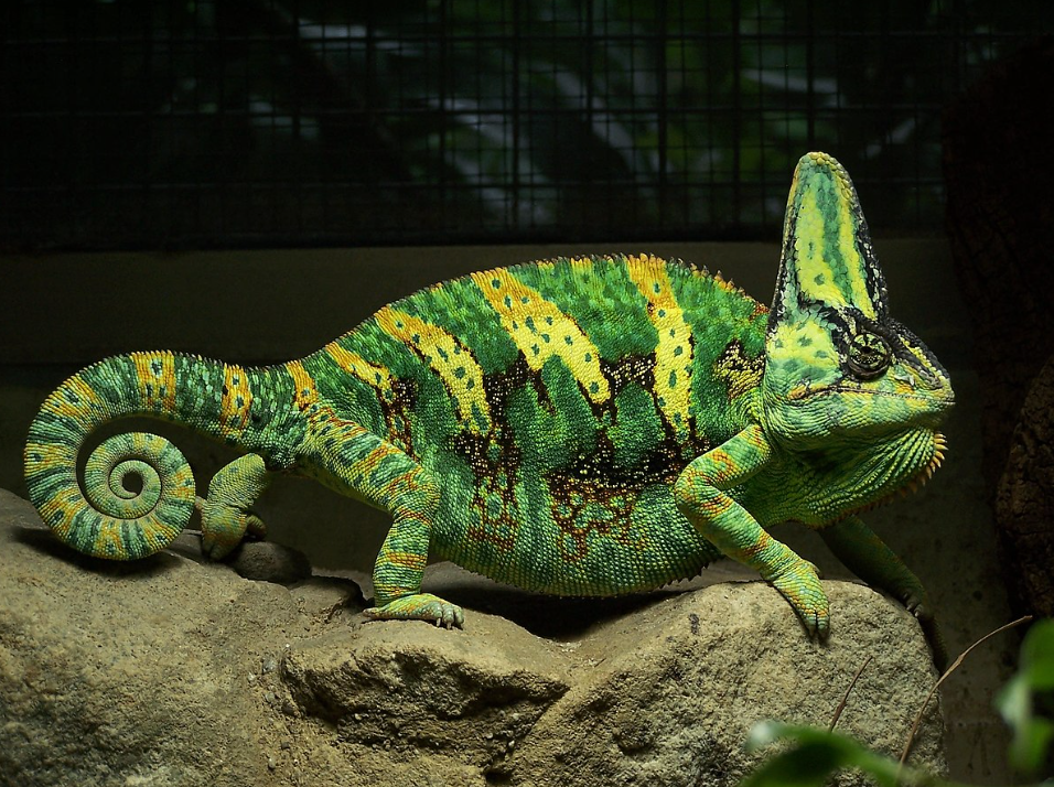 Veiled Chameleon 12in +