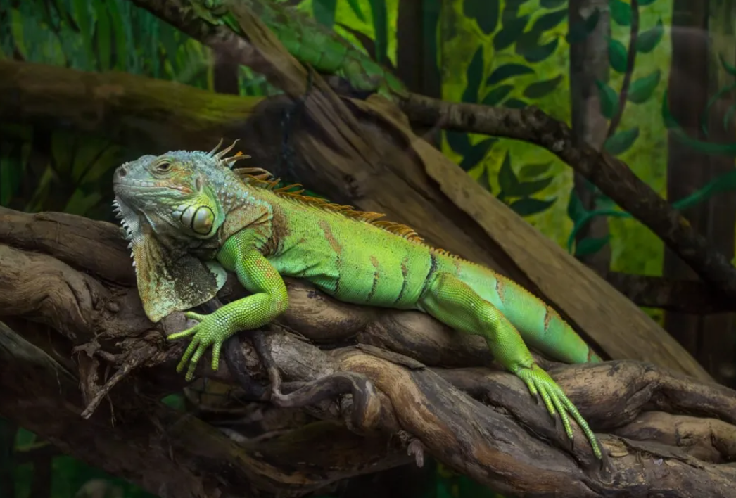Green Iguana - Large 3ft - 4ft