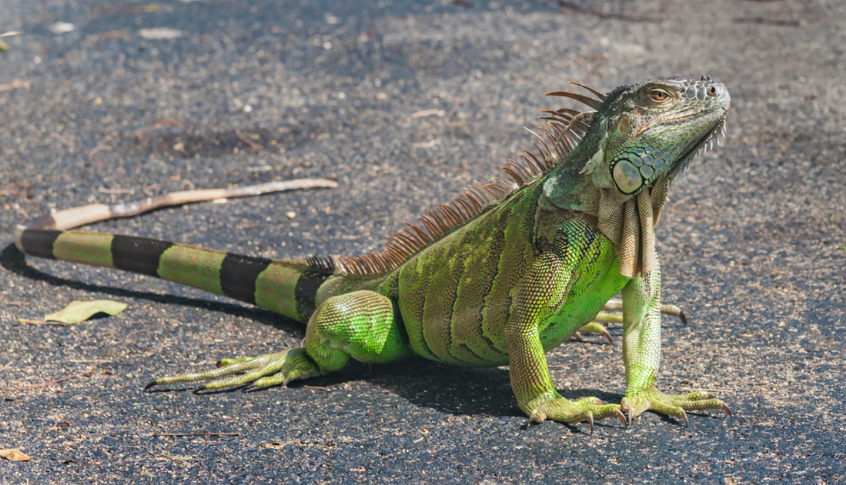 Green Iguana - Large 3ft - 4ft