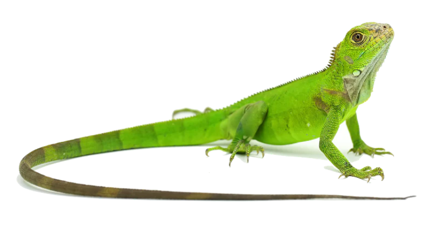 Green Iguana - Small 1ft - 3ft