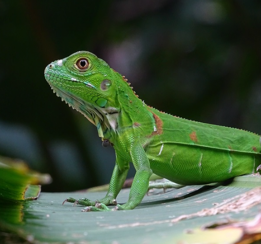 Green Iguana - Small 1ft - 3ft