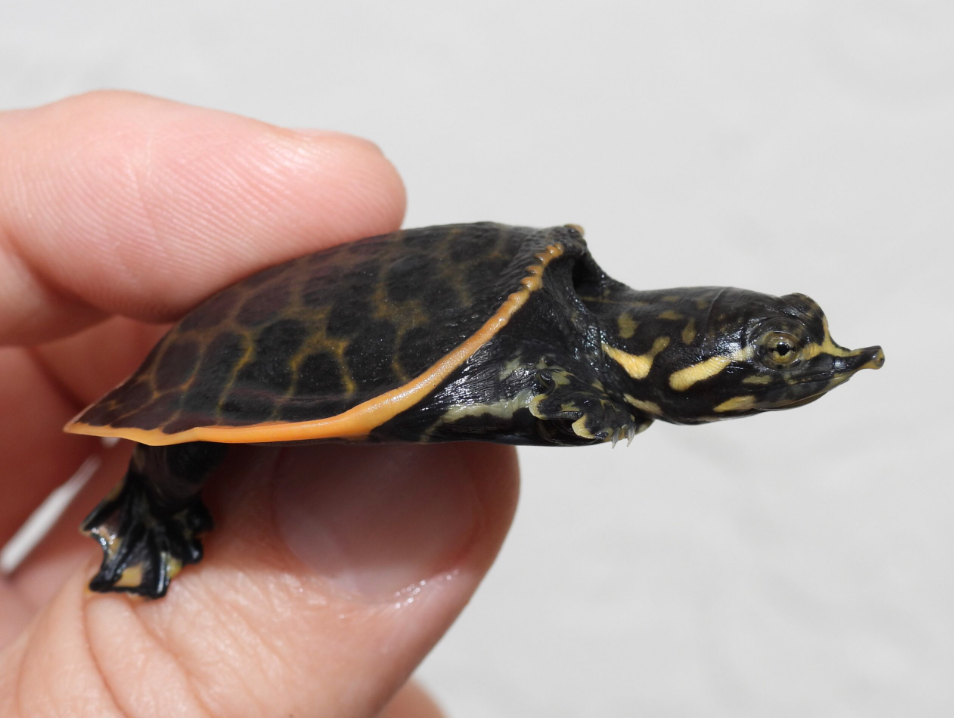 Florida Softshell Turtle - Small/Baby Turtle