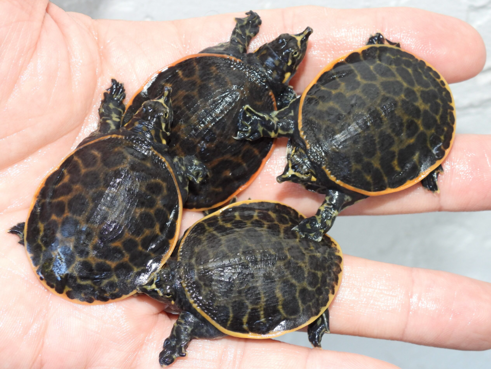 Florida Softshell Turtle - Small/Baby Turtle