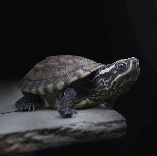 Stinkpot Musk - Small/Baby Turtle