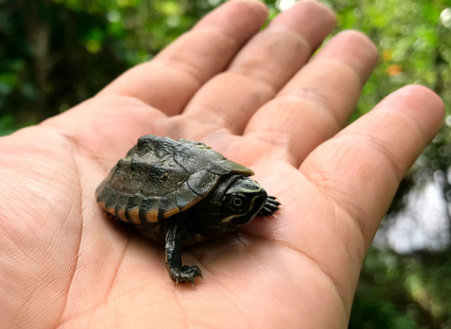 Stinkpot Musk - Small/Baby Turtle