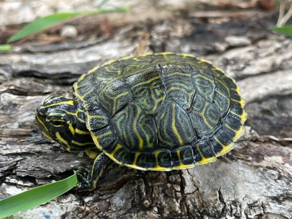 Peninsula Cooter Turtle - Small/Baby Turtle