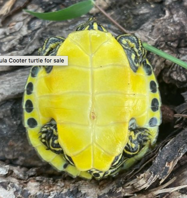 Peninsula Cooter Turtle - Small/Baby Turtle