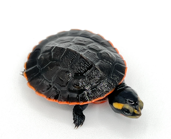 Pink Belly Side Neck - Small/Baby Turtle