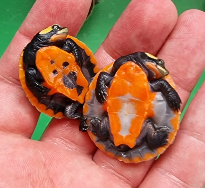 Pink Belly Side Neck - Small/Baby Turtle