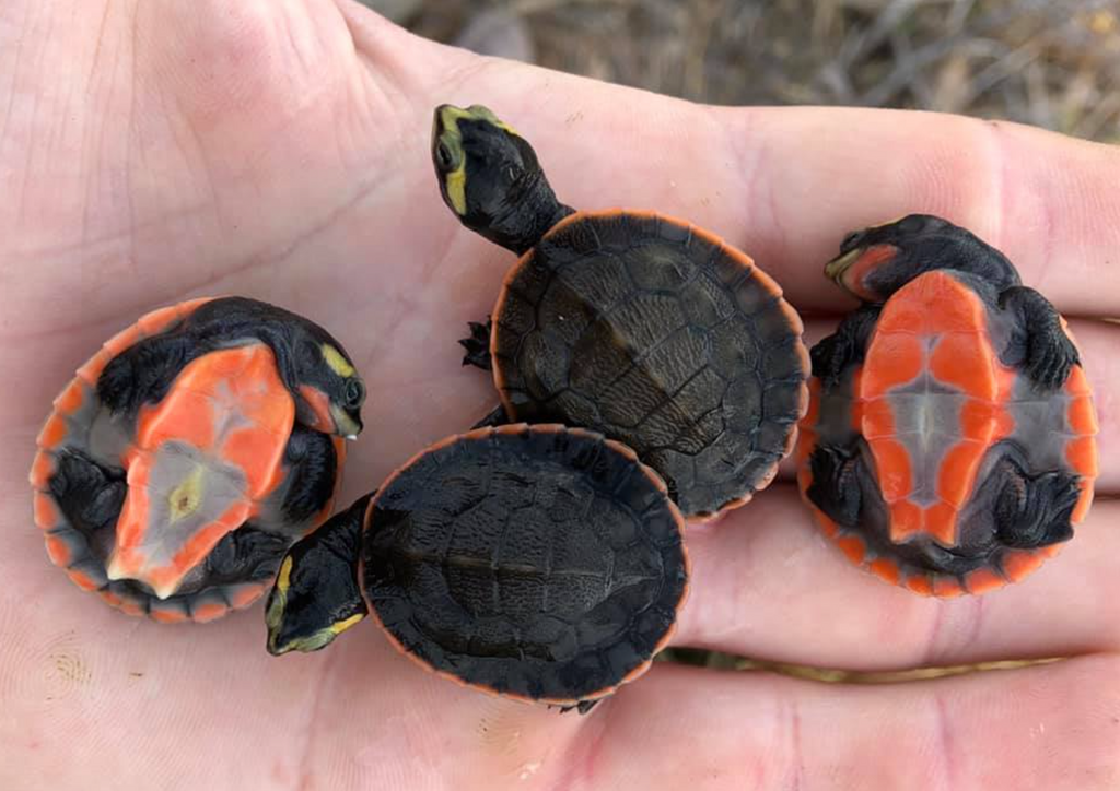 Pink Belly Side Neck - Small/Baby Turtle