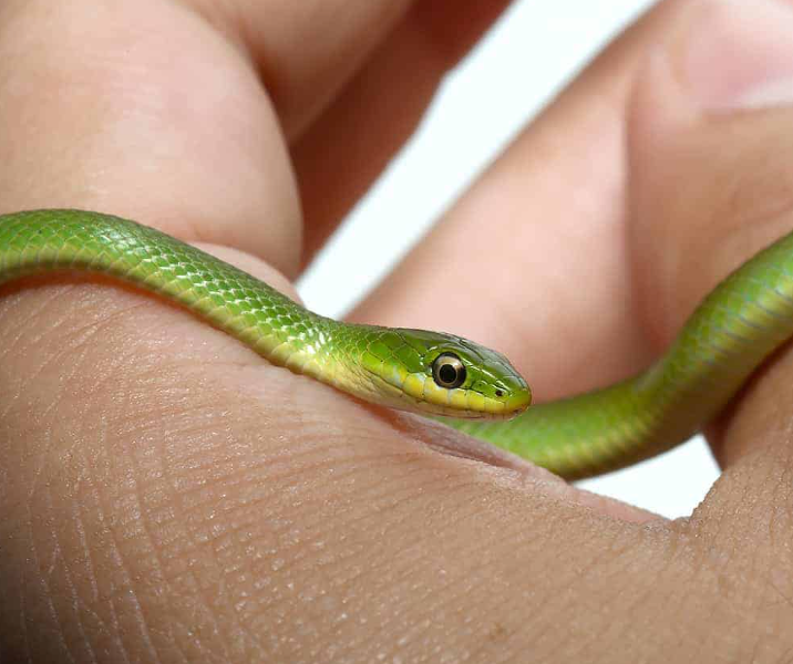Rough Green Snake - Young/Small