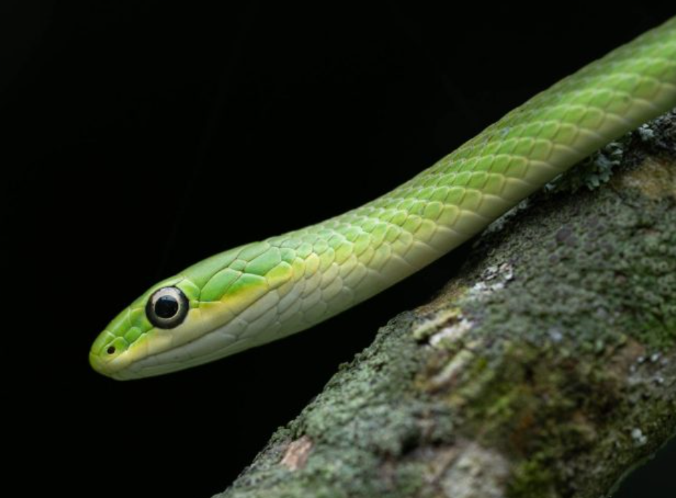 Rough Green Snake - Young/Small