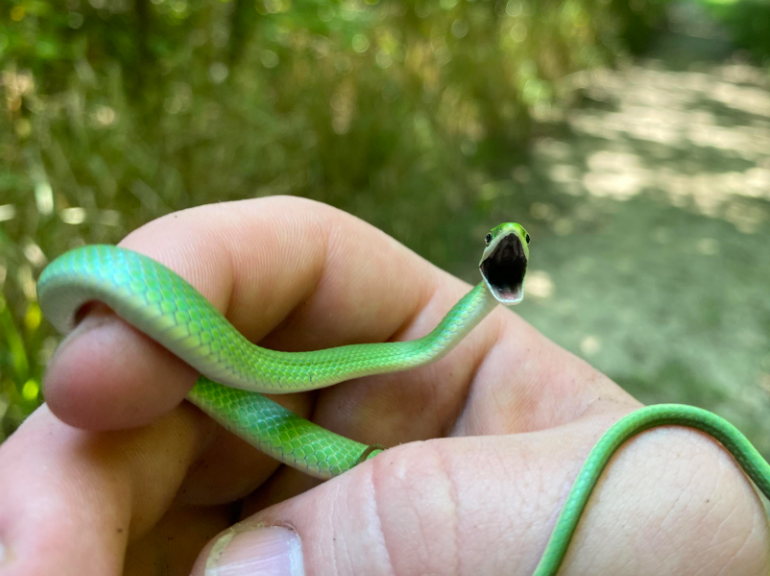 Rough Green Snake - Young/Small