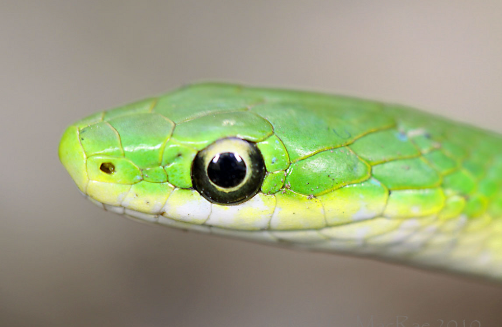 Rough Green Snake - Young/Small