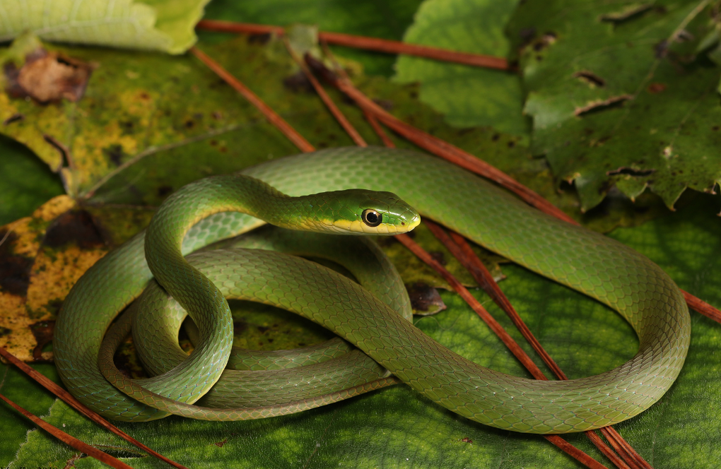 Rough Green Snake - Young/Small