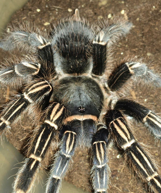 Stripe Knee Tarantula (Aphonopelma seemanni)