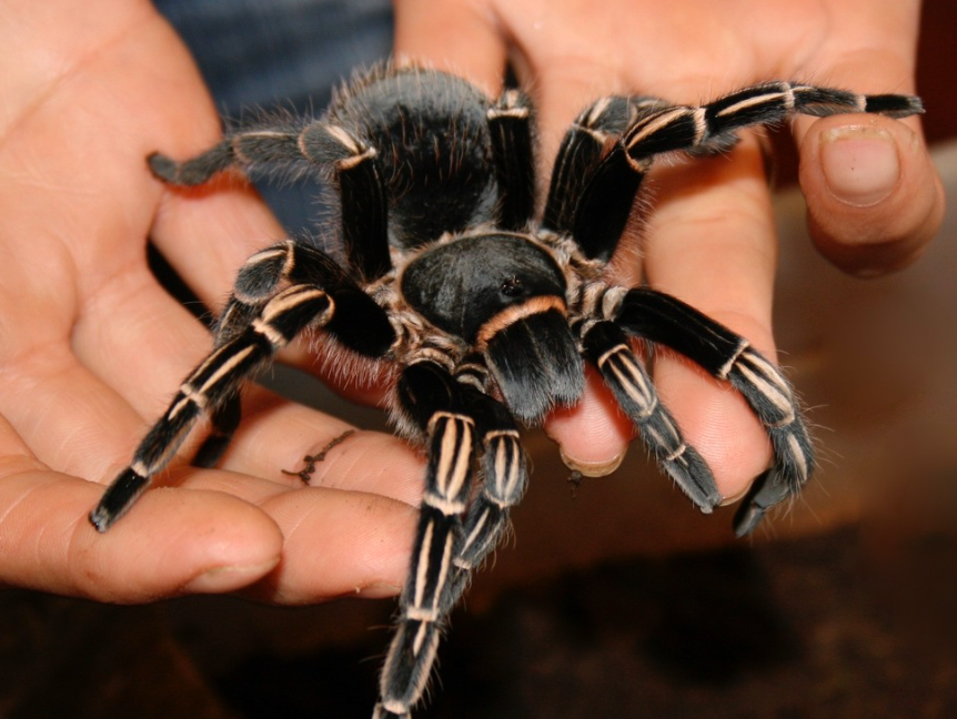 Stripe Knee Tarantula (Aphonopelma seemanni)