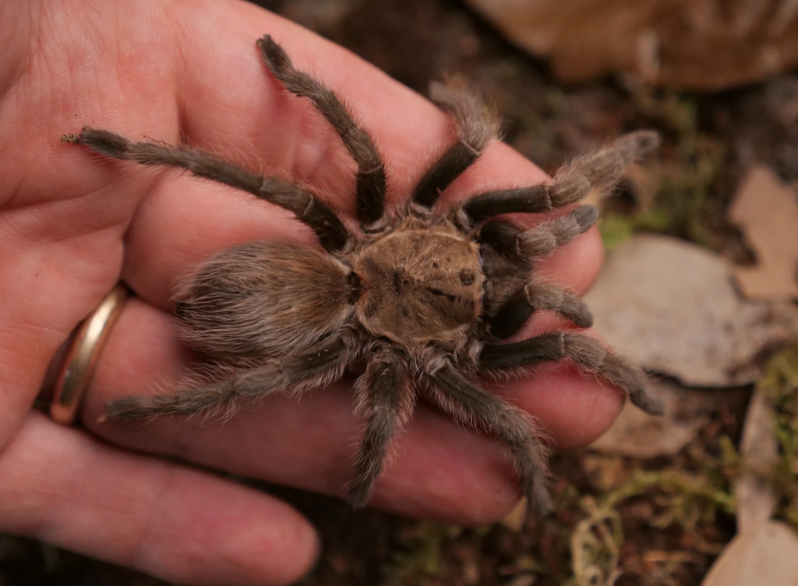 Texas Brown Tarantula (Aphonopelma hentzi)