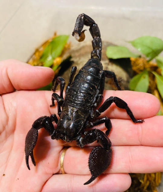 Emperor Scorpion (Pandinus imperator)