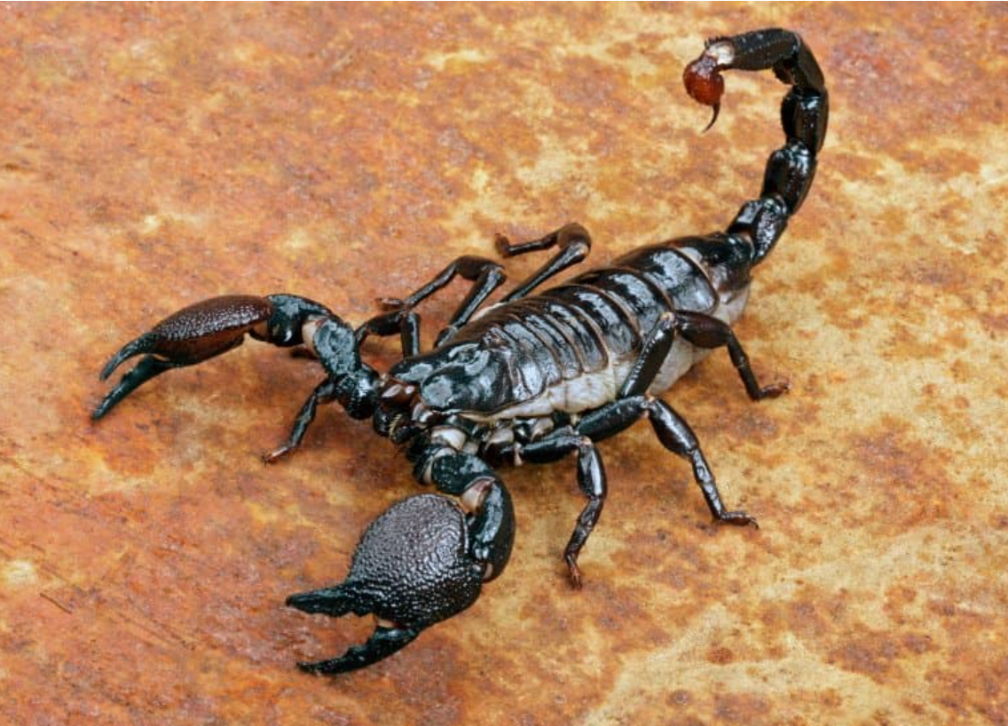 Emperor Scorpion (Pandinus imperator)
