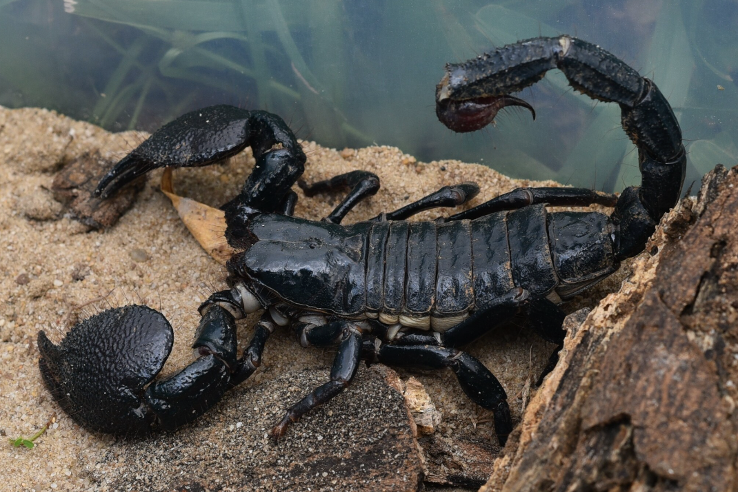 Emperor Scorpion (Pandinus imperator)