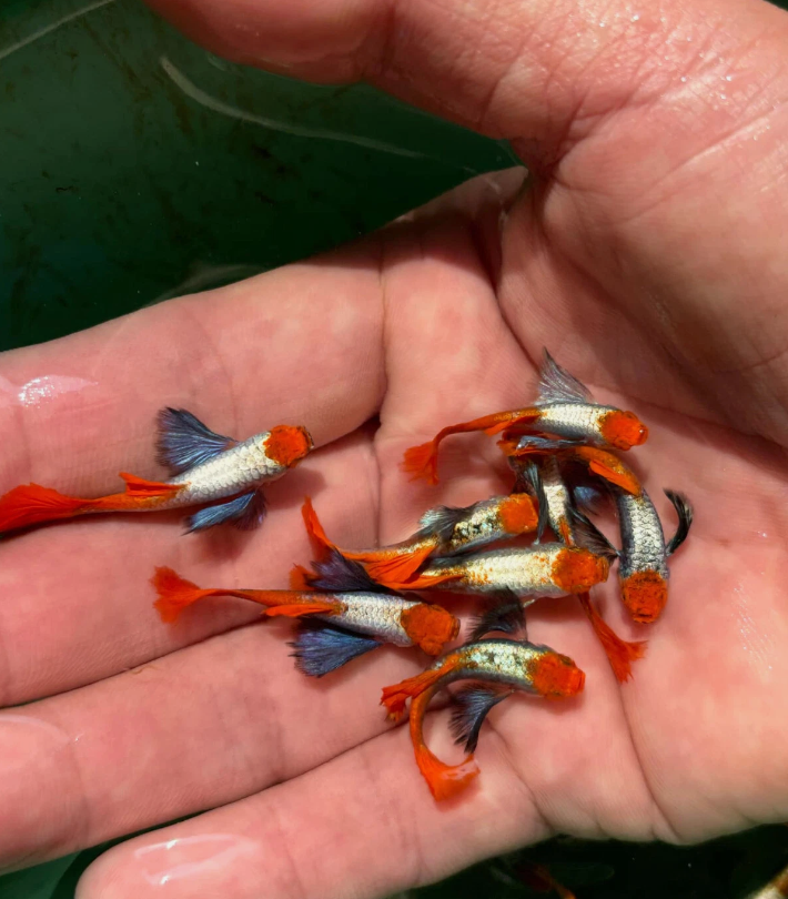 Platinum Red Tail Dumbo Ear Guppy