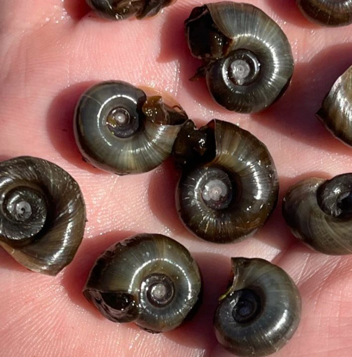 Ram Snails - Brown Variety (Set of 20)