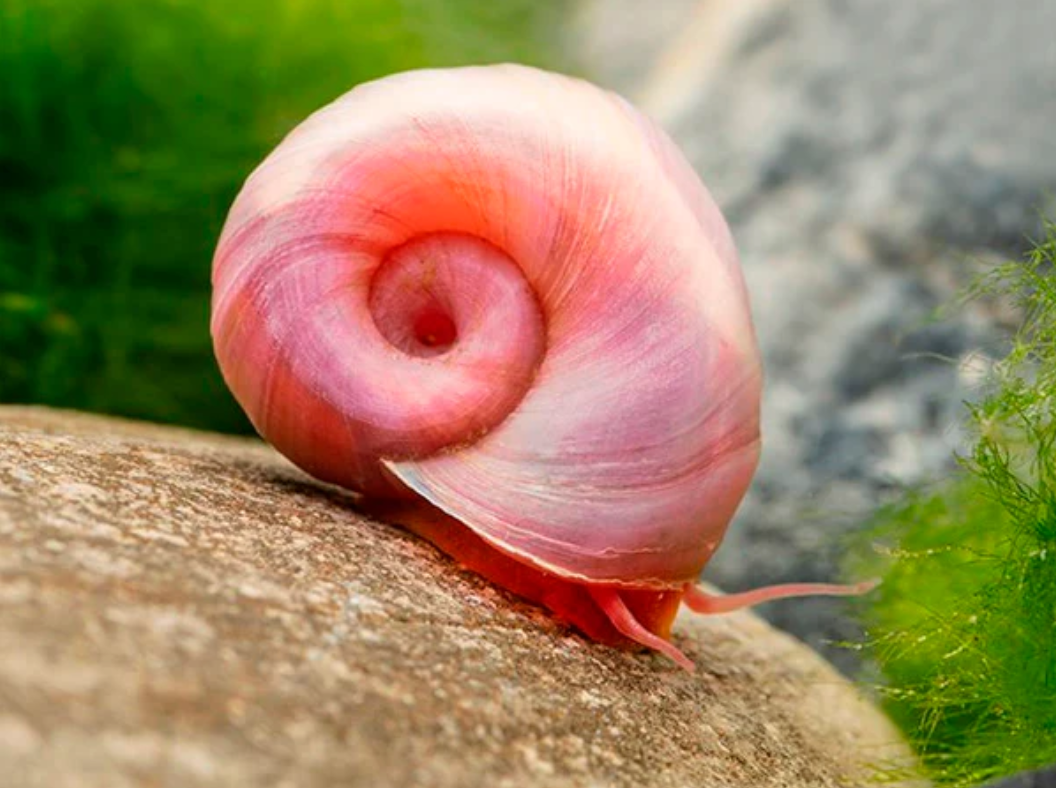 Ram Snails - Bubble Gum (Set of 20)