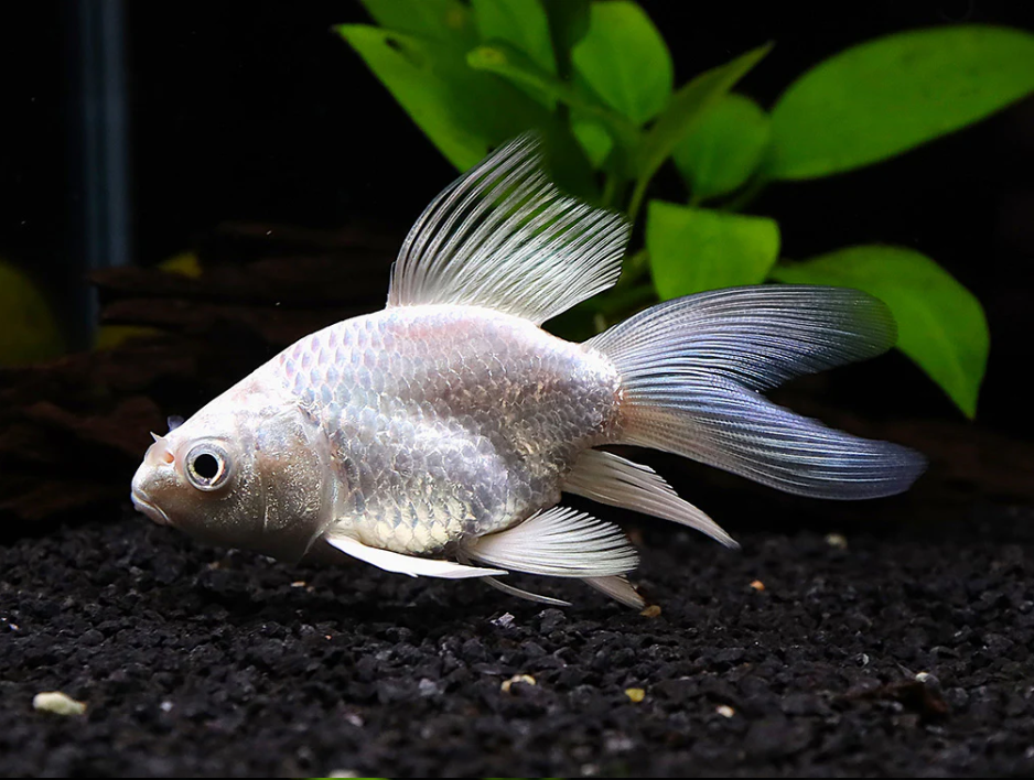 Short Body Platinum Butterfly Koi - 3in - 4in