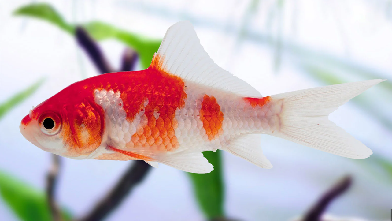 Sarasa Goldfish - Red & White