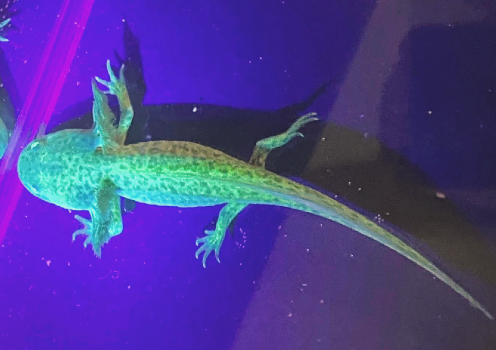 Axolotl - GFP (Green Fluorescent Pigment Body Types)