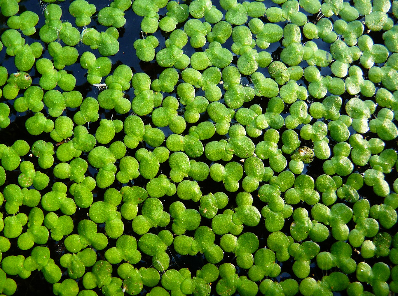Duckweed - Floating Plant