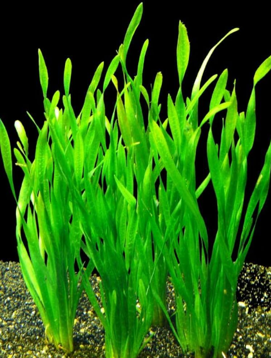 Common Jungle Val – Submerged Plant (Set of 10)