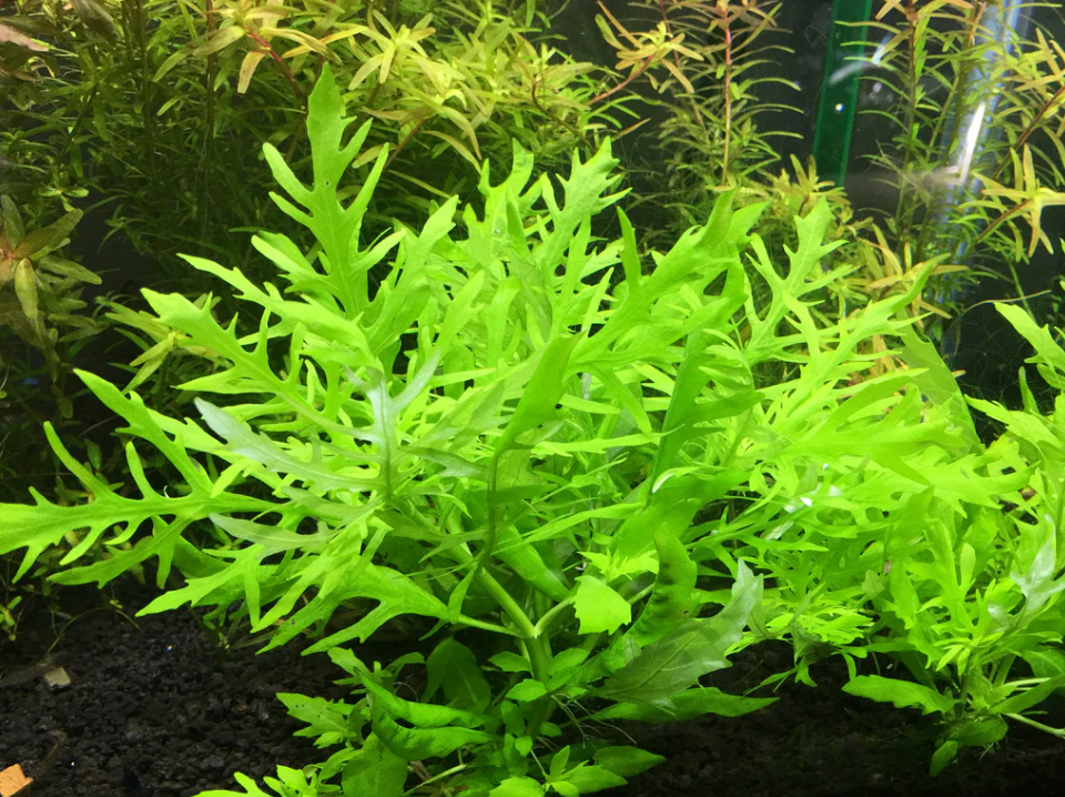 Water Wisteria – Submerged Plant