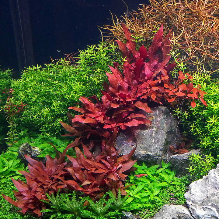 Alternanthera Reineckii “Variegated” – Submerged Plant
