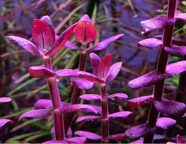 Bacopa “Purple” Salzmannii – Submerged/Stem Plant