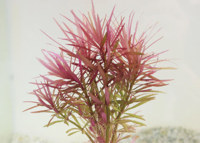 Eusteralis Stellata – Submerged/Stem Plant