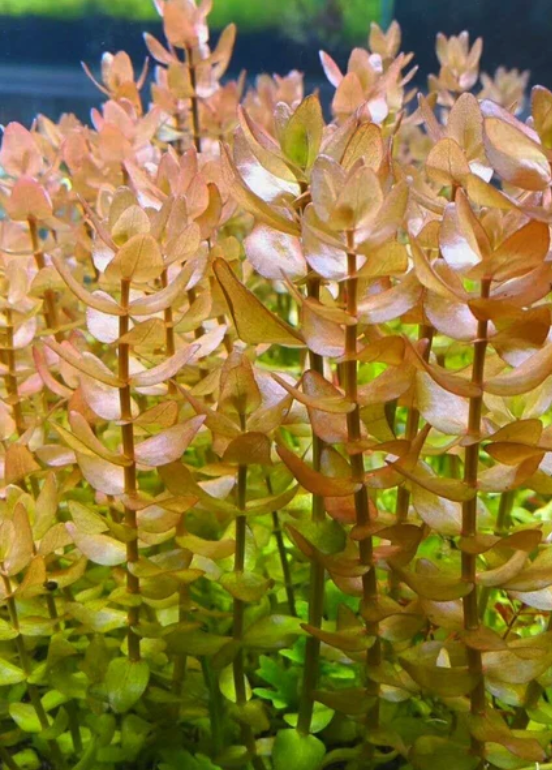 Bacopa Caroliniana “Yellow Flame” – Submerged/Stem Plant