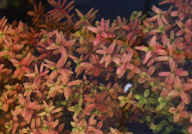 Rotala Rotundifolia “Red” – Submerged/Stem Plant