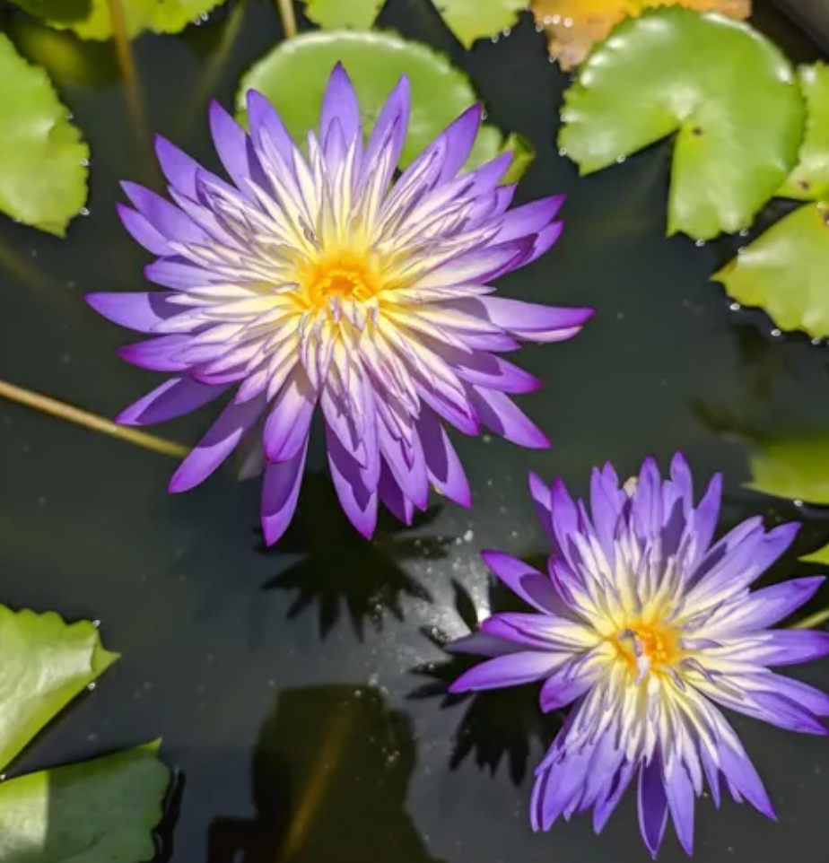 Nymphaea ‘Nakhun’ – Tropical Water Lily