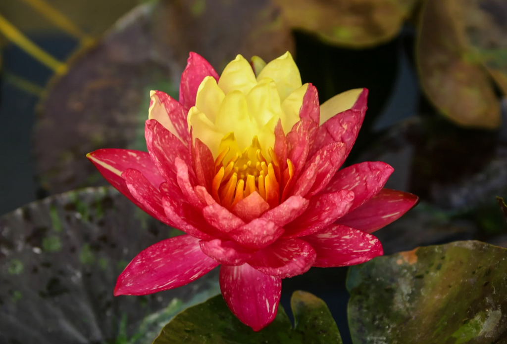 Nymphaea ‘Wanvisa’ – Hardy Water Lily
