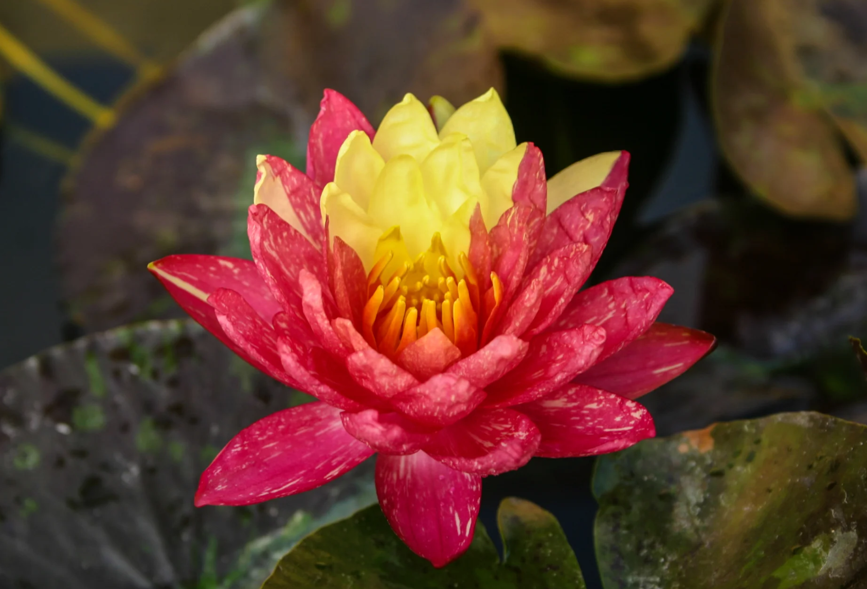 Nymphaea ‘Wanvisa’ – Hardy Water Lily