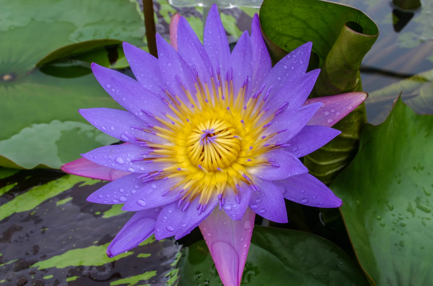Nymphaea ‘Tina’ – Tropical Water Lily