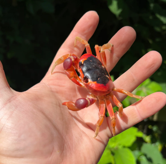 Moon Crab (Cardisoma armatum)